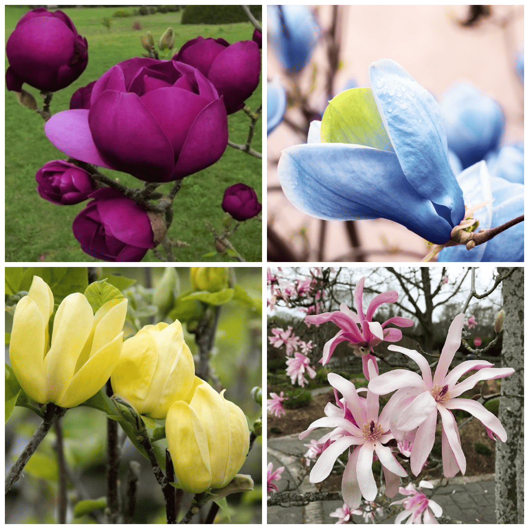 Magnolie la Ghiveci Pachet PROMO 3 - 4 Bucati Mix