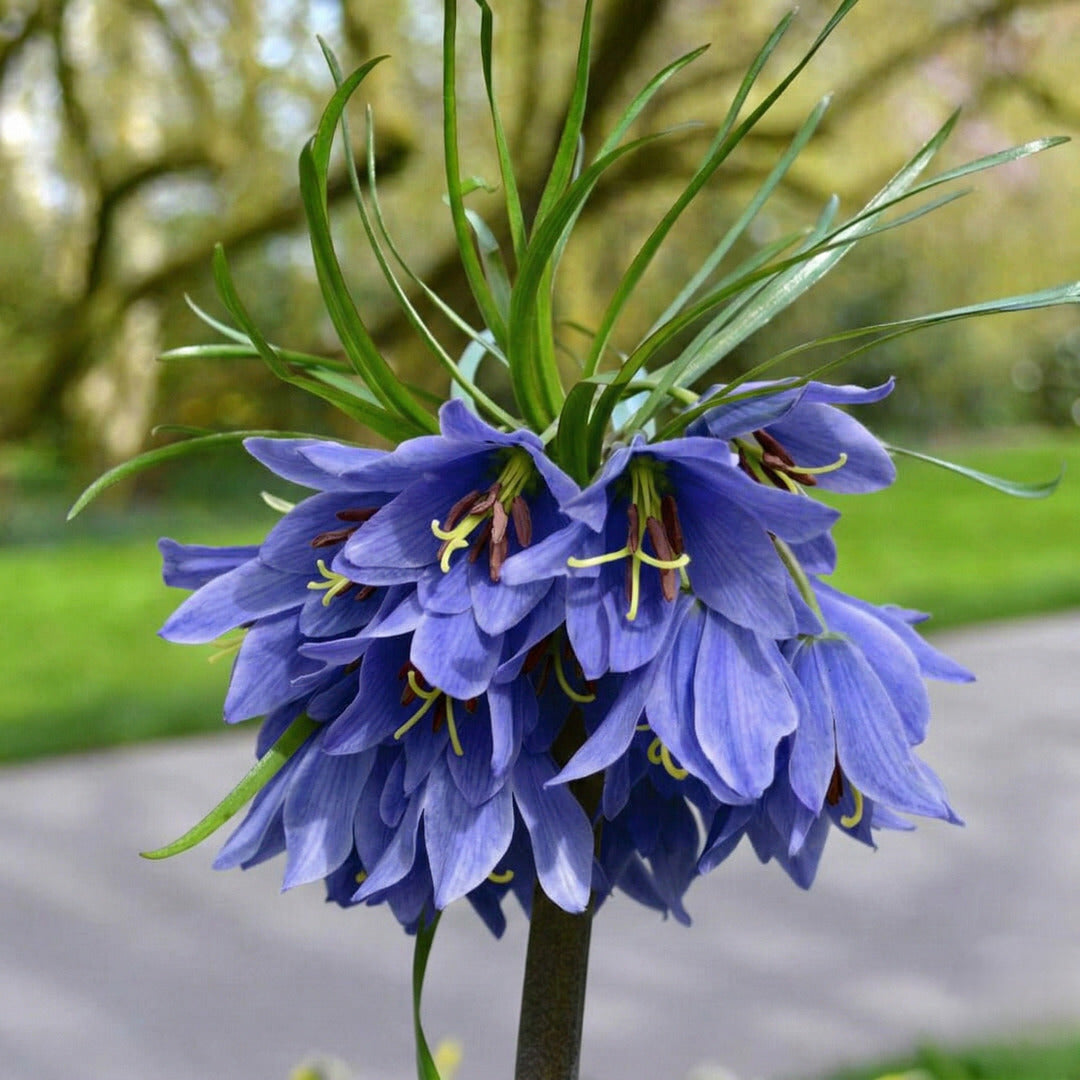Bulbi de Fritillaria Mov "Purple Star"