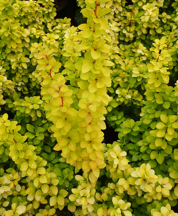 Berberis (Dracila) Galben Ghiveci 3L H 60cm+