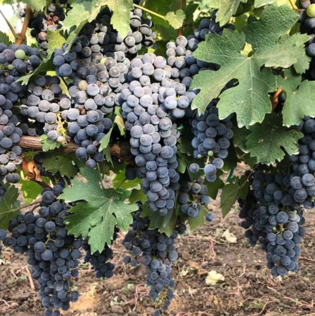 Butas Vita de Vie Fara Samburi "Cabernet", Anul 3 - Radacina Libera