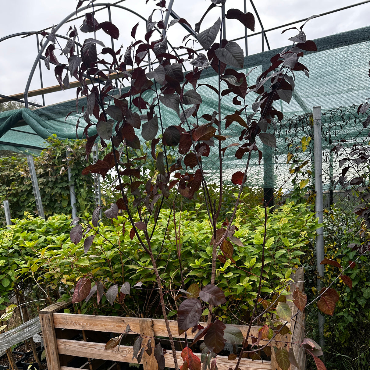 Prunus Nigra "Prun Rosu Decorativ" Ghiveci 5L H 150cm