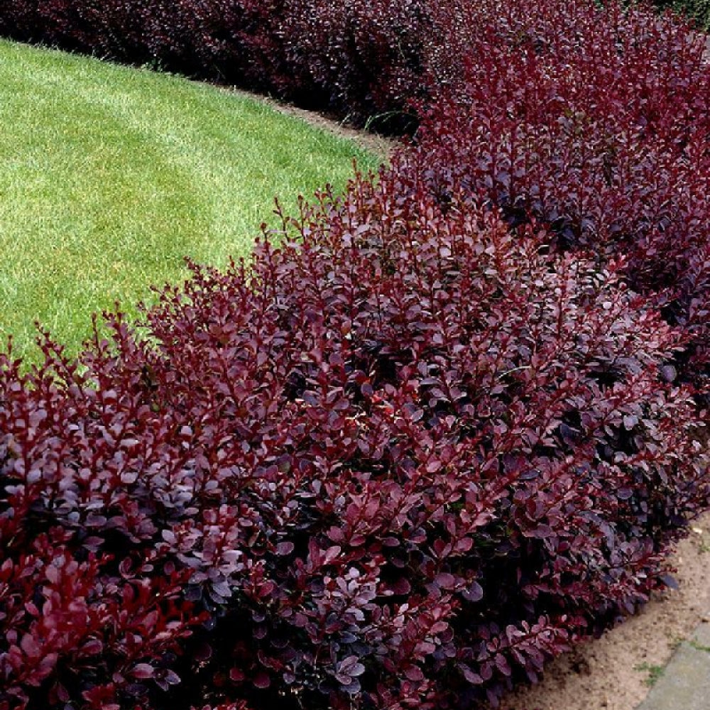 Berberis (Dracila) Negru Ghiveci 3L H 60cm+