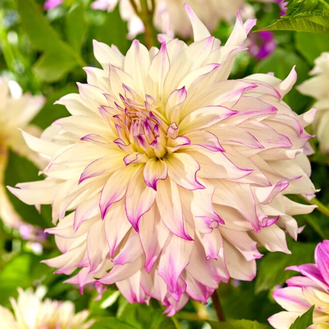 Bulbi Dalii "Ferncliff Illusion", 1 Bucata - Calibru Gigant