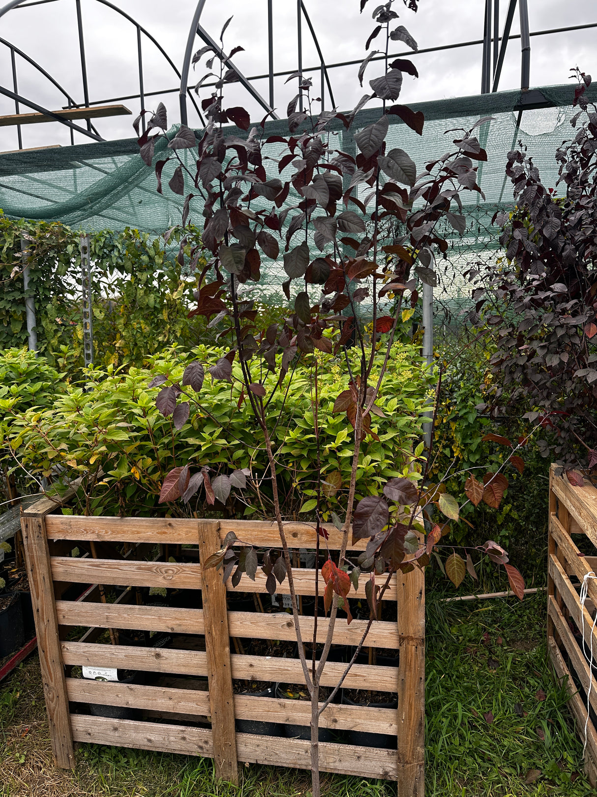 Prunus Nigra "Prun Rosu Decorativ" Ghiveci 5L H 150cm