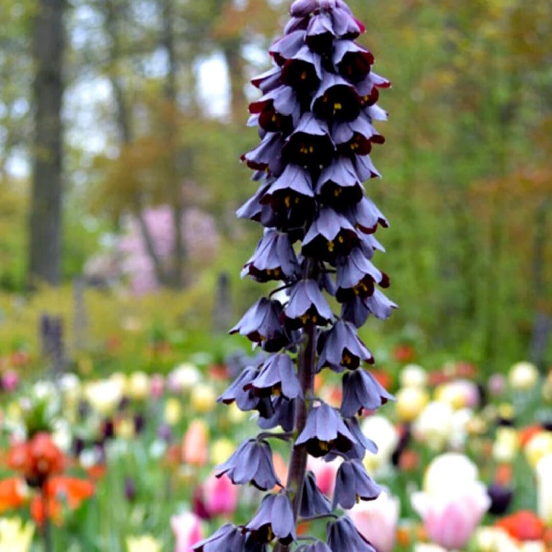 Bulbi de Fritillaria Mov "Persica", 3 Bucati