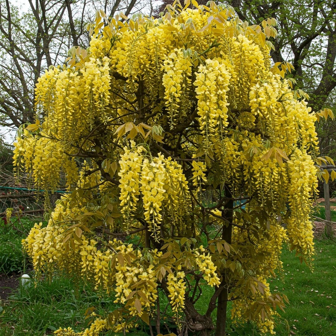 Glicina Galbena la Ghiveci 3L - 70-80cm , Anul 3