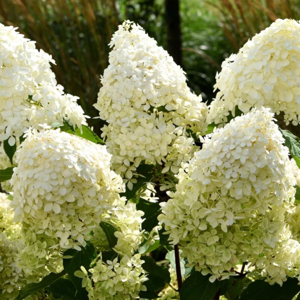 Hortensia Paniculata "Phantom" - Ghiveci 3L - H40-50cm