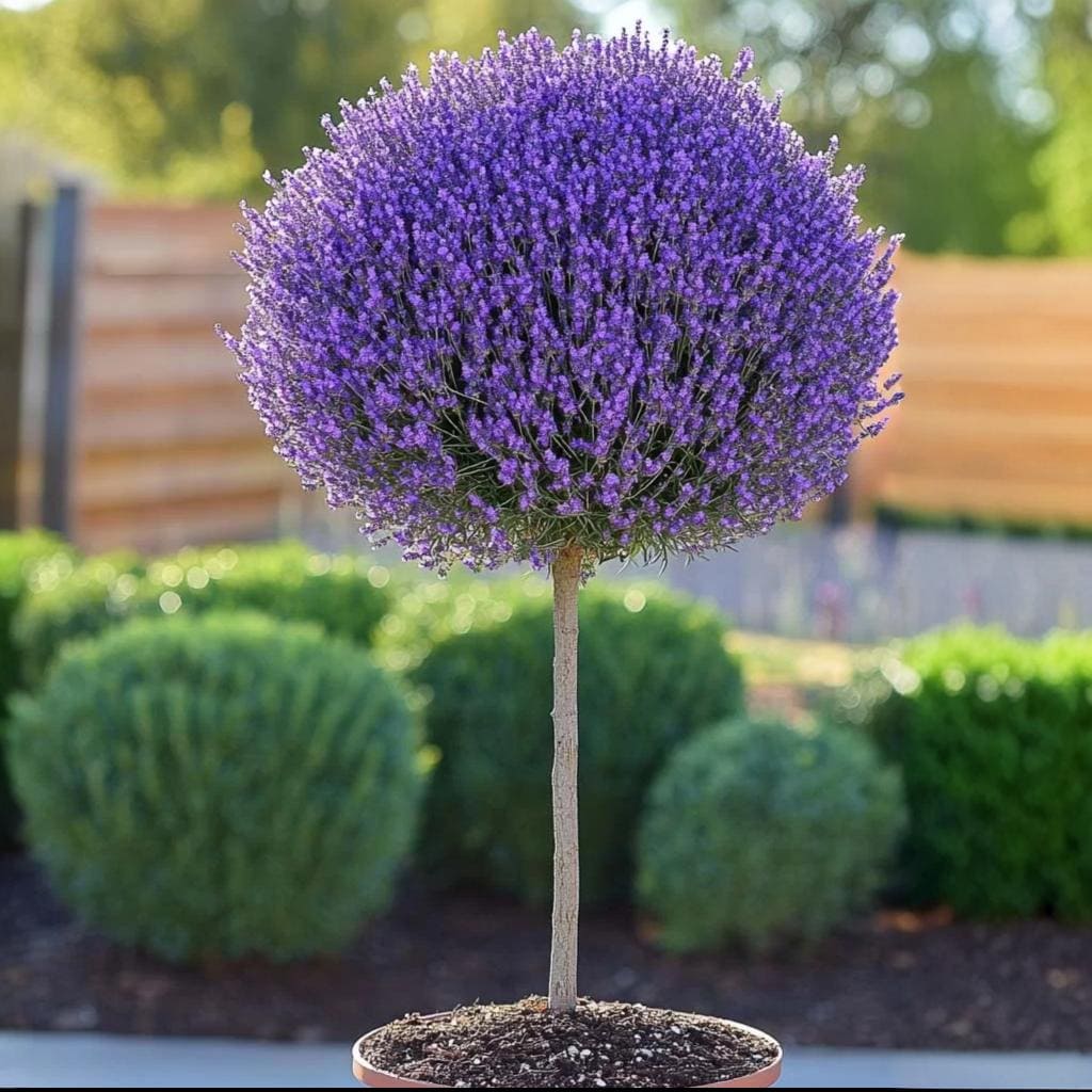 Lavandă Pomisor Ghiveci 3L 40-50cm, Anul 2