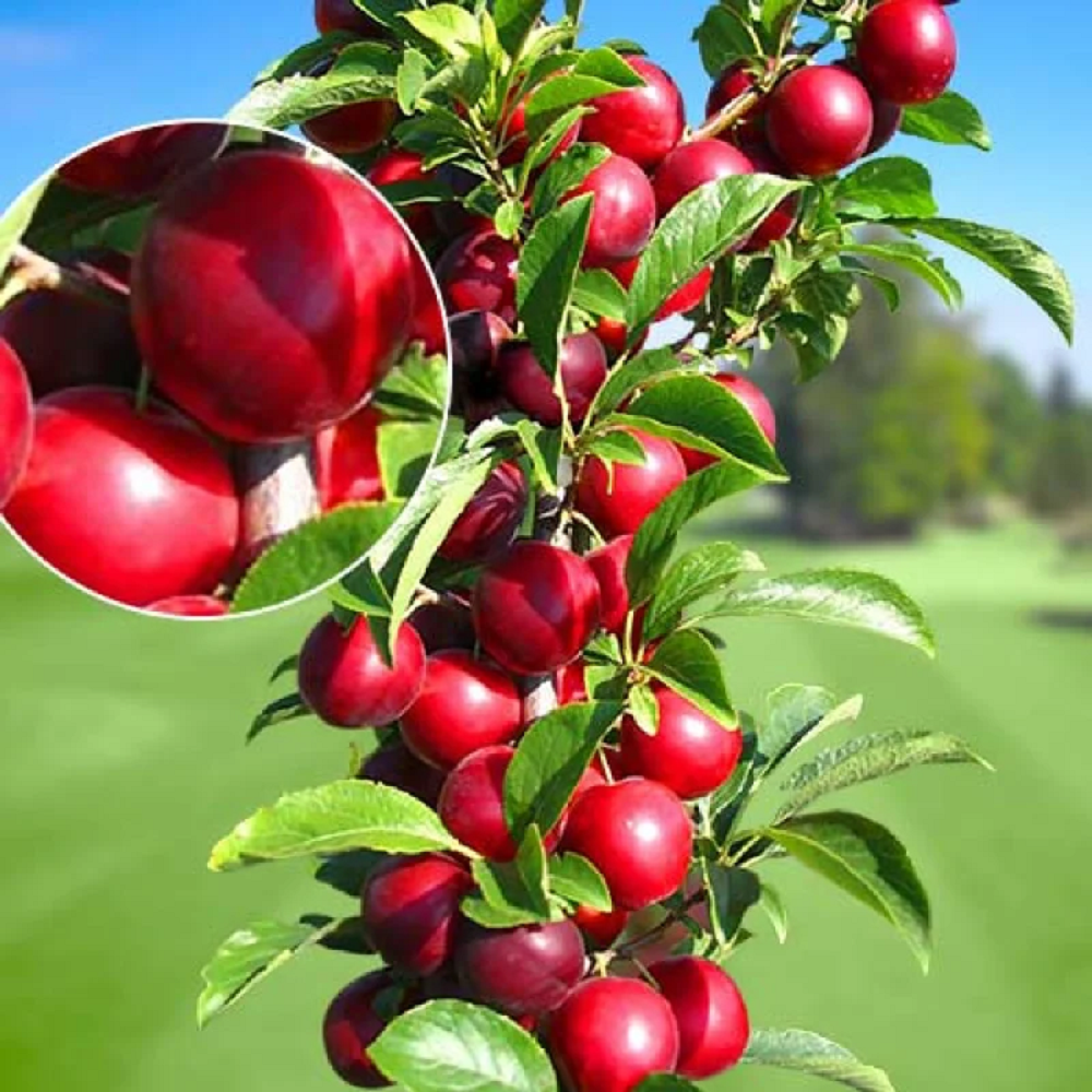 Prun Columnar "Rubin", Pom Fructifer Anul 4