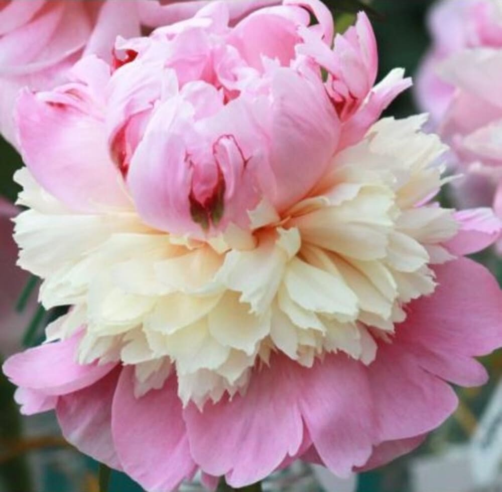 Rizomi de Bujor Parfumati "Sorbet", 1 Bucata