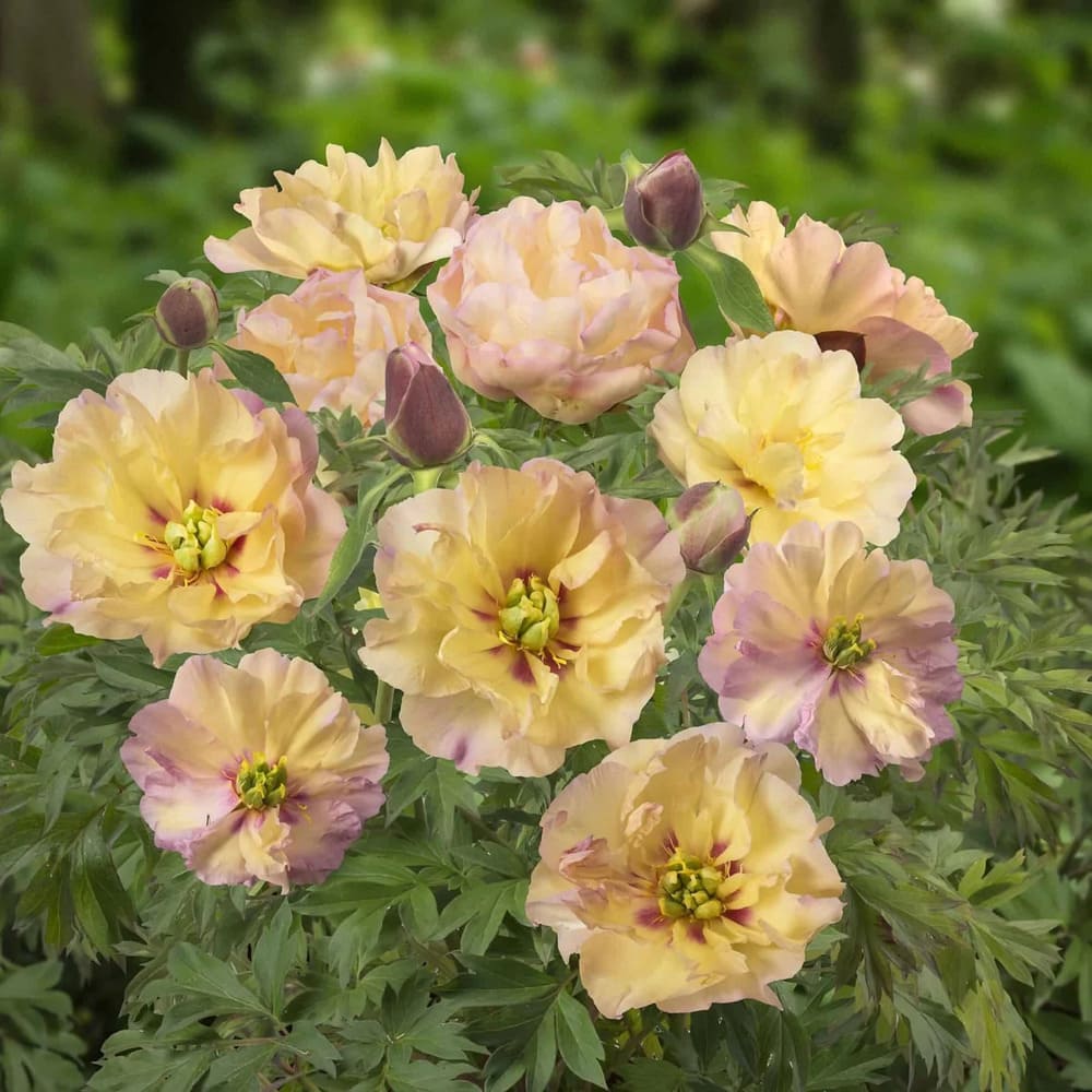 Rizomi de Bujor Parfumati "Canary Brilliants", 1 Bucata