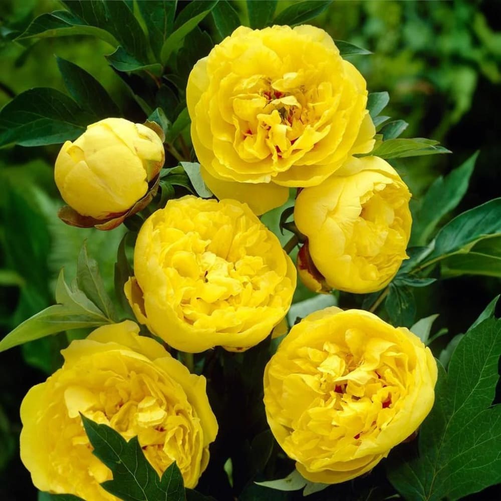 Rizomi de Bujor Parfumati "Yellow Crown", 1 Bucata