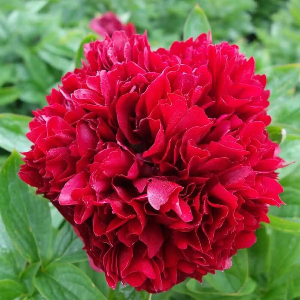 Rizomi de Bujor Parfumati "Red Grace", 1 Bucata