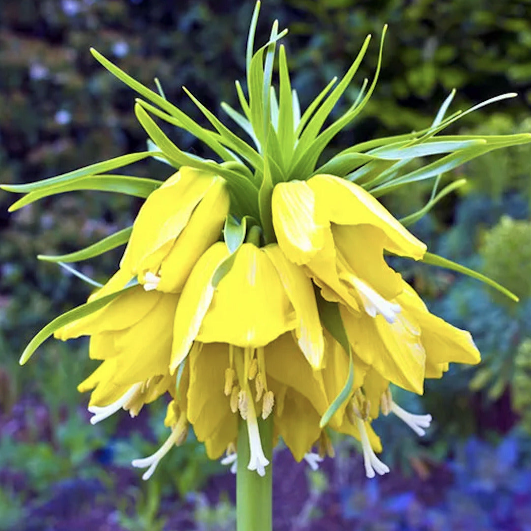 Bulbi de Fritillaria Aurie "Golden Imperialis"