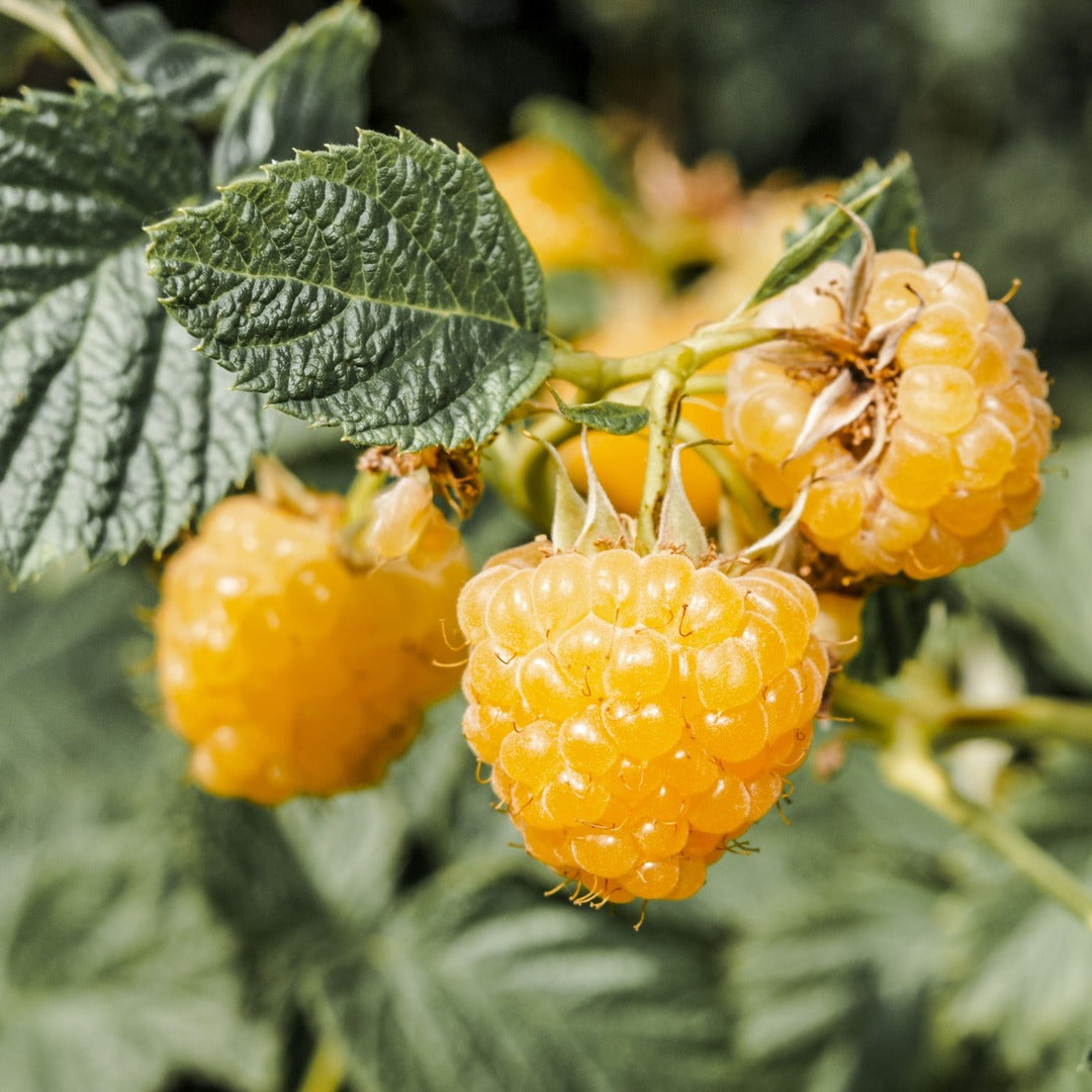 Zmeur Galben Remontant "Fallgold", Anul 4, Pe Rod