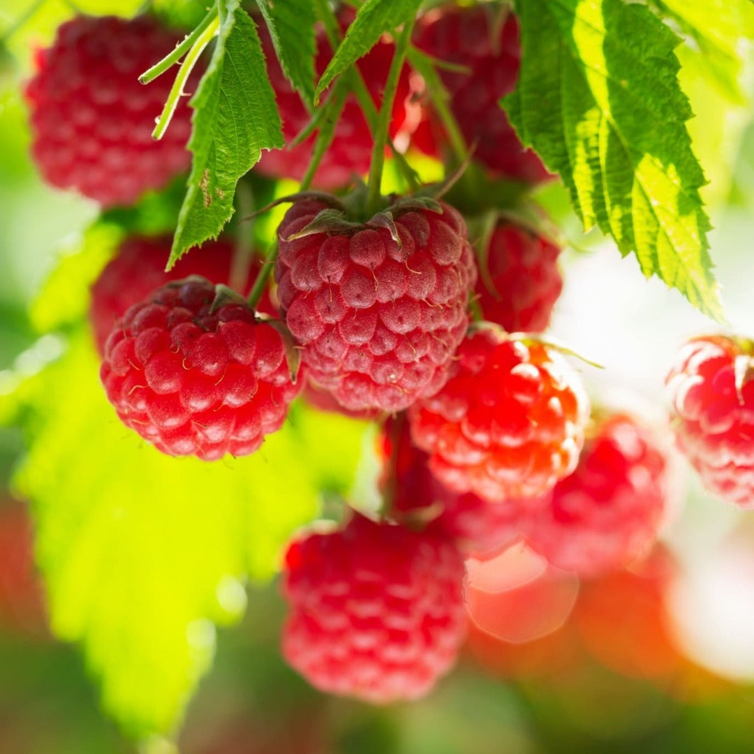 Zmeur Rosu Remontant "Ottawa", Anul 4, Pe Rod