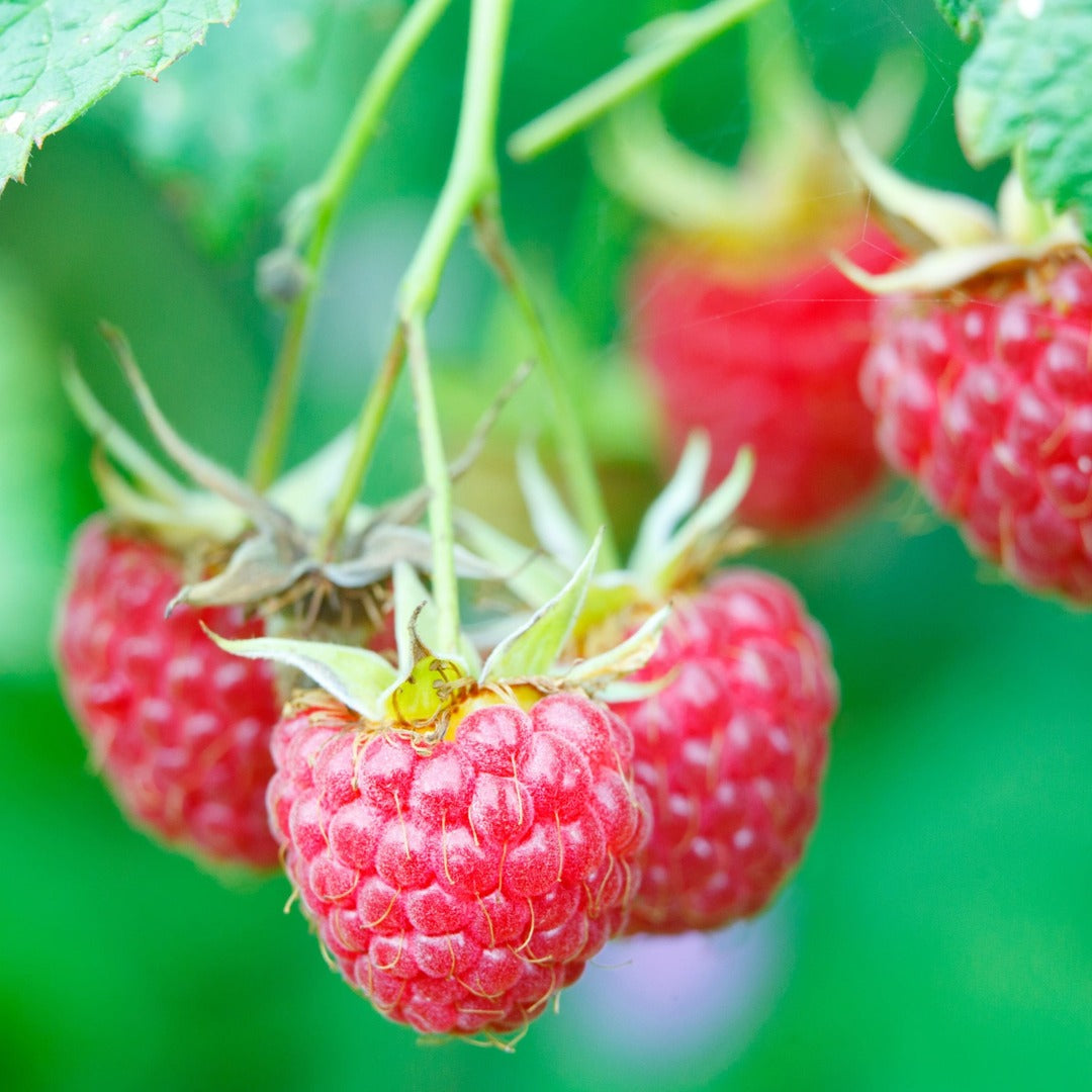 Zmeur Roz Remontant "Willamete", Anul 4, Pe Rod