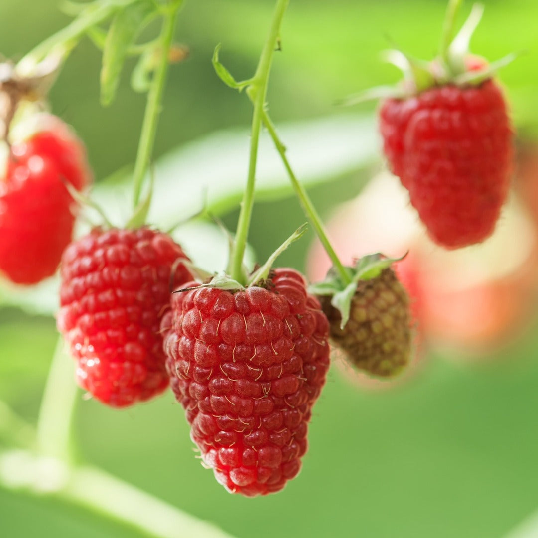 Zmeur Rosu Remontant "Zefa", Anul 4, Pe Rod