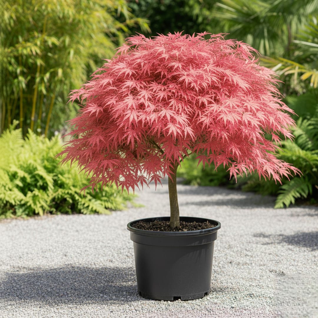 Acer Palmatum - Artar Japonez Roz "Pink Charm" Ghiveci 3L 80cm+