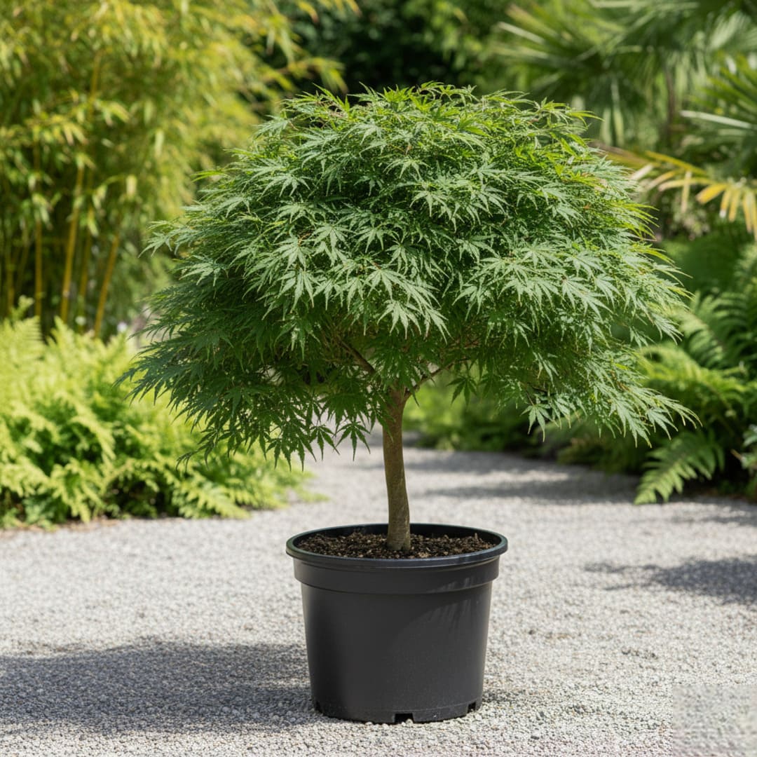 Acer Palmatum - Artar Japonez Verde "Green Charm" Ghiveci 3L 80cm+