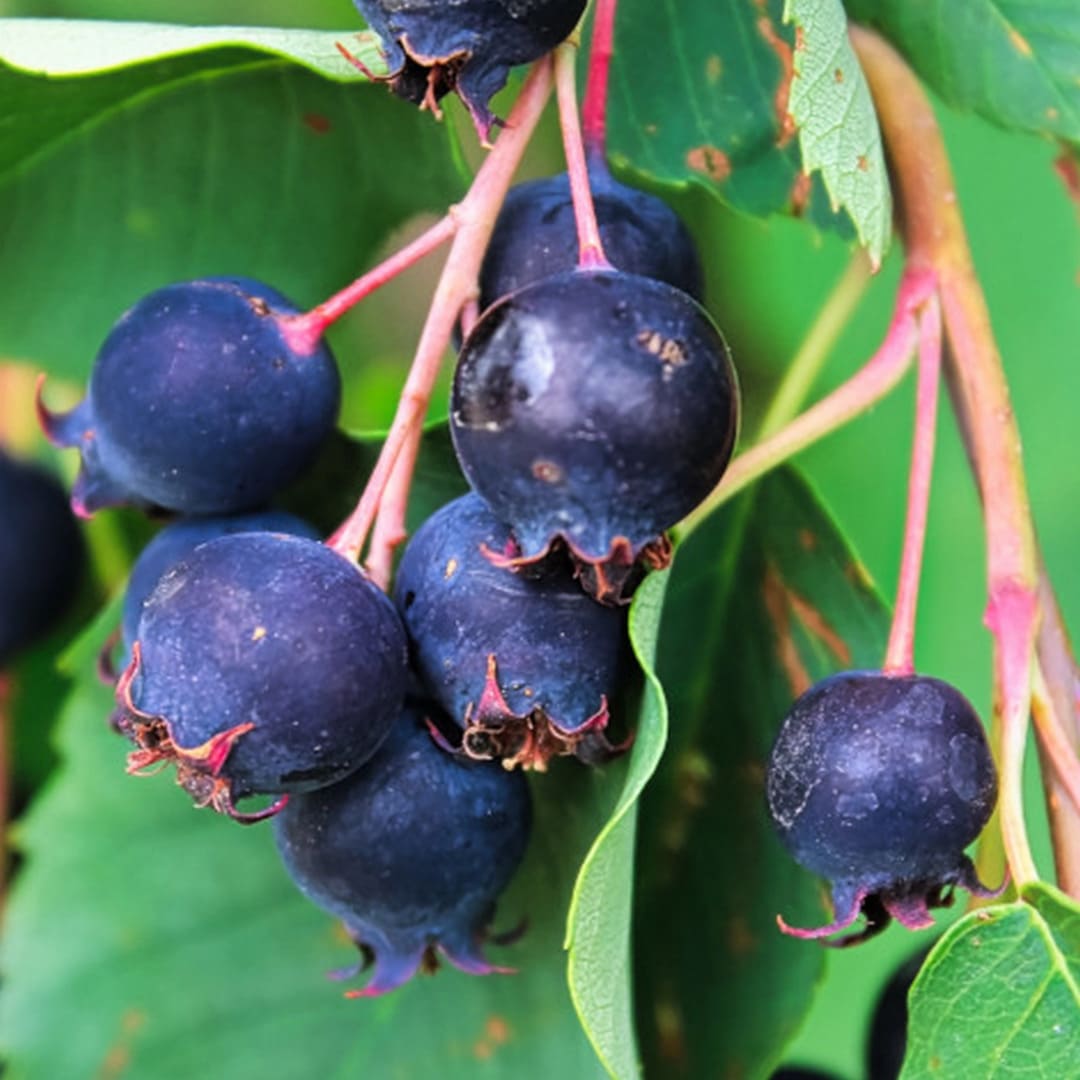 Afin Canadian Anul 3 Pe Rod - Rădăcină Împachetată