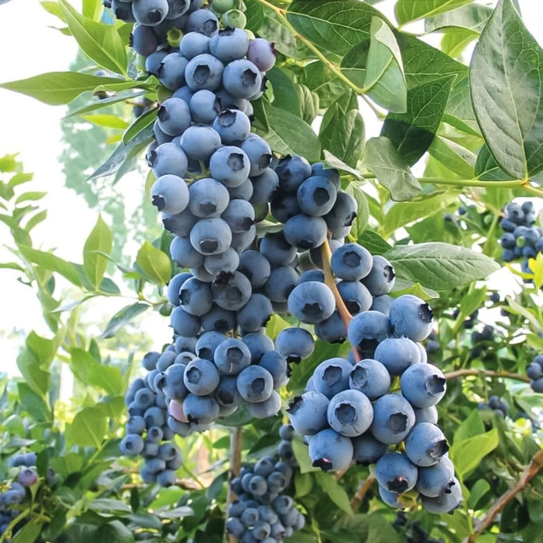 Afin de Cultura la Ghiveci "Urias Chandler" H 40-50cm, Anul 2