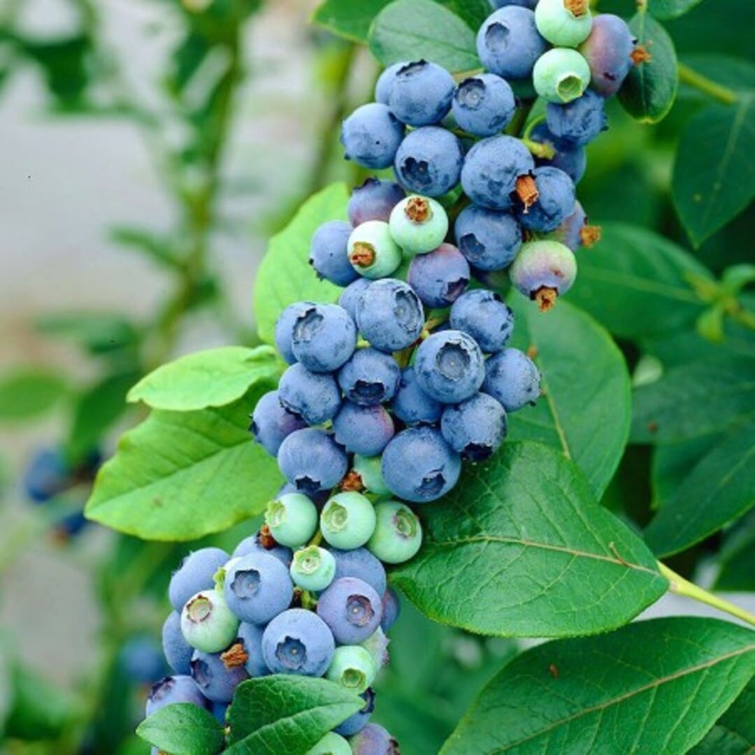 Afin de Cultura la Ghiveci "Ozark Blue" H 40-50cm, Anul 2