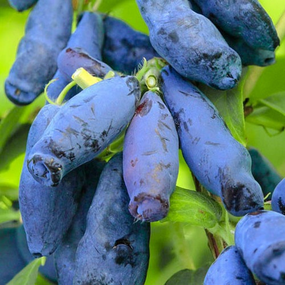 Afin Siberian Anul 3 Pe Rod - Rădăcină Împachetată