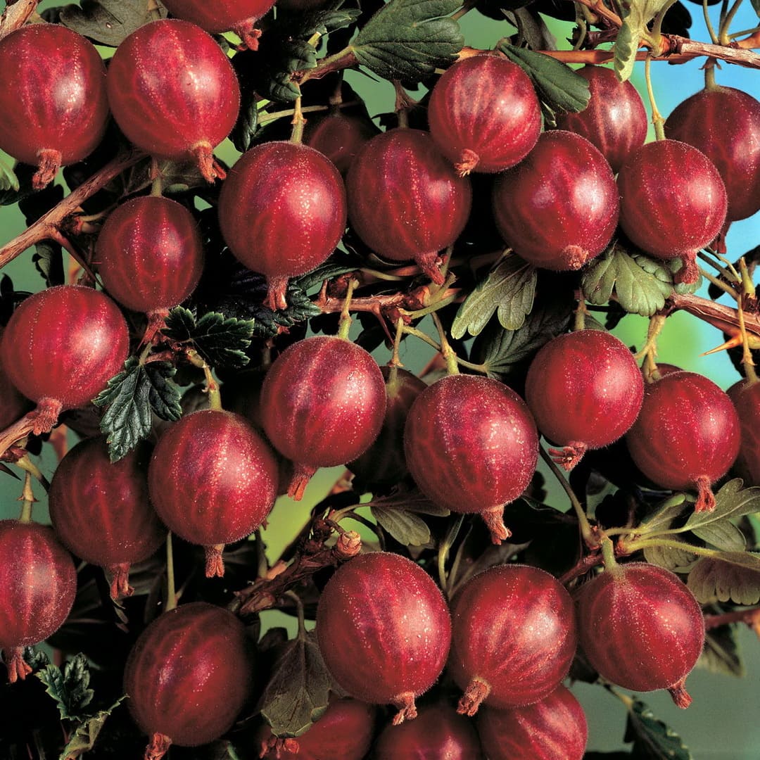 Agris Rosu , Anul 4, Pe Rod