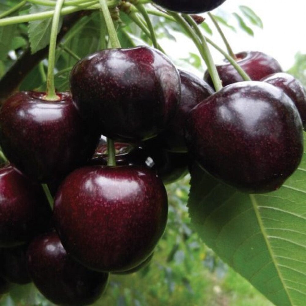 Pom Fructifer Anul 4 - Cires "Amar Daria", PE ROD 180-200cm