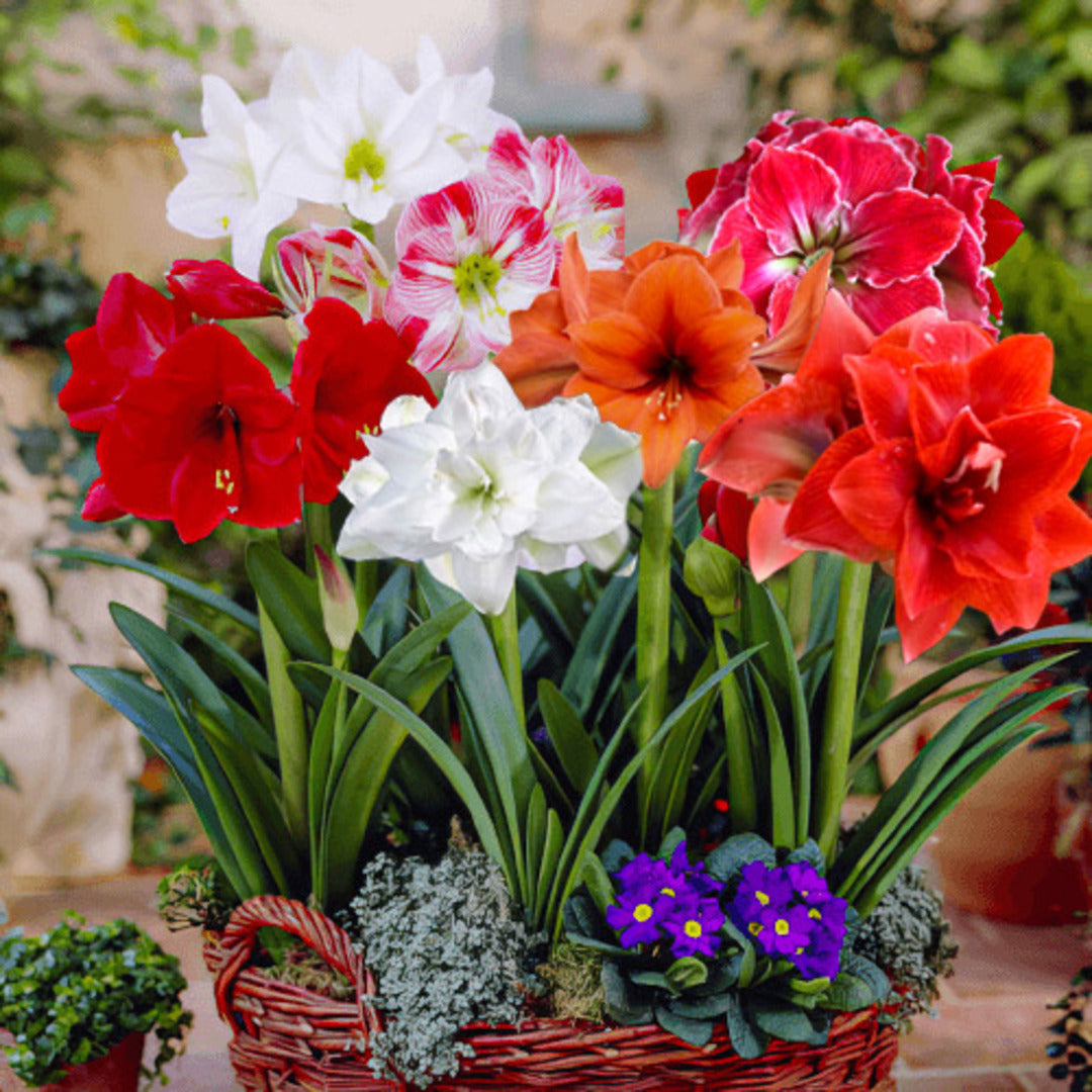 Bulbi Amaryllis Mix, 10 Bulbi Giganti, Culori Diverse