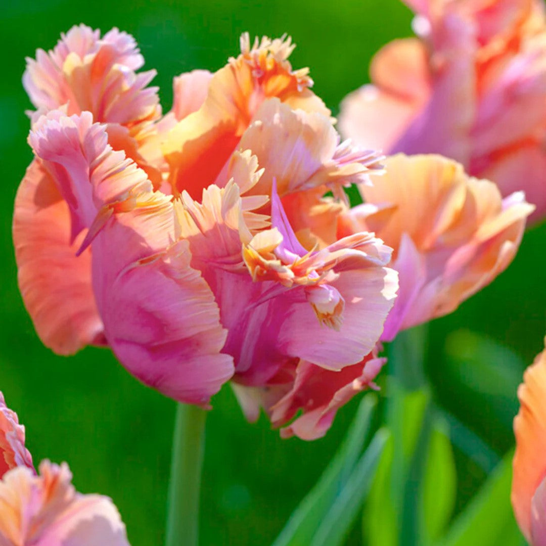 Bulbi de Lalele Papagal "Amazing", 5 Bucati