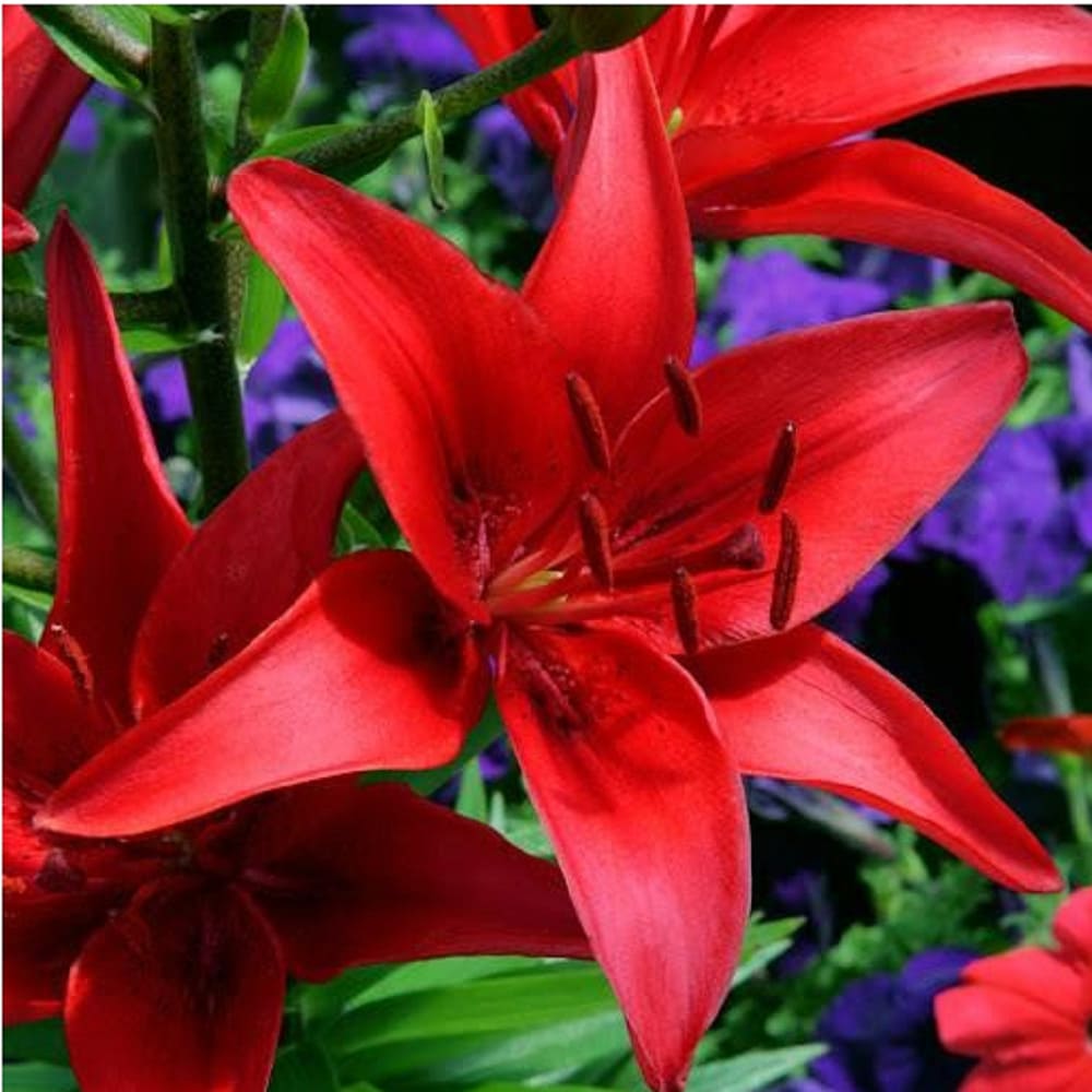 Bulbi de Crini Parfumati "America", 1 Bucata