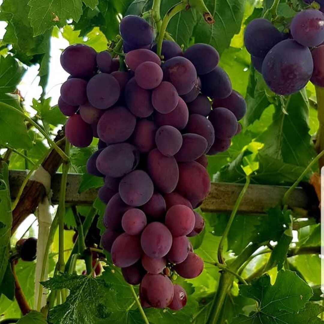 Butas Vita de Vie Fara Samburi "Ametyst", Anul 3 - Radacina Libera