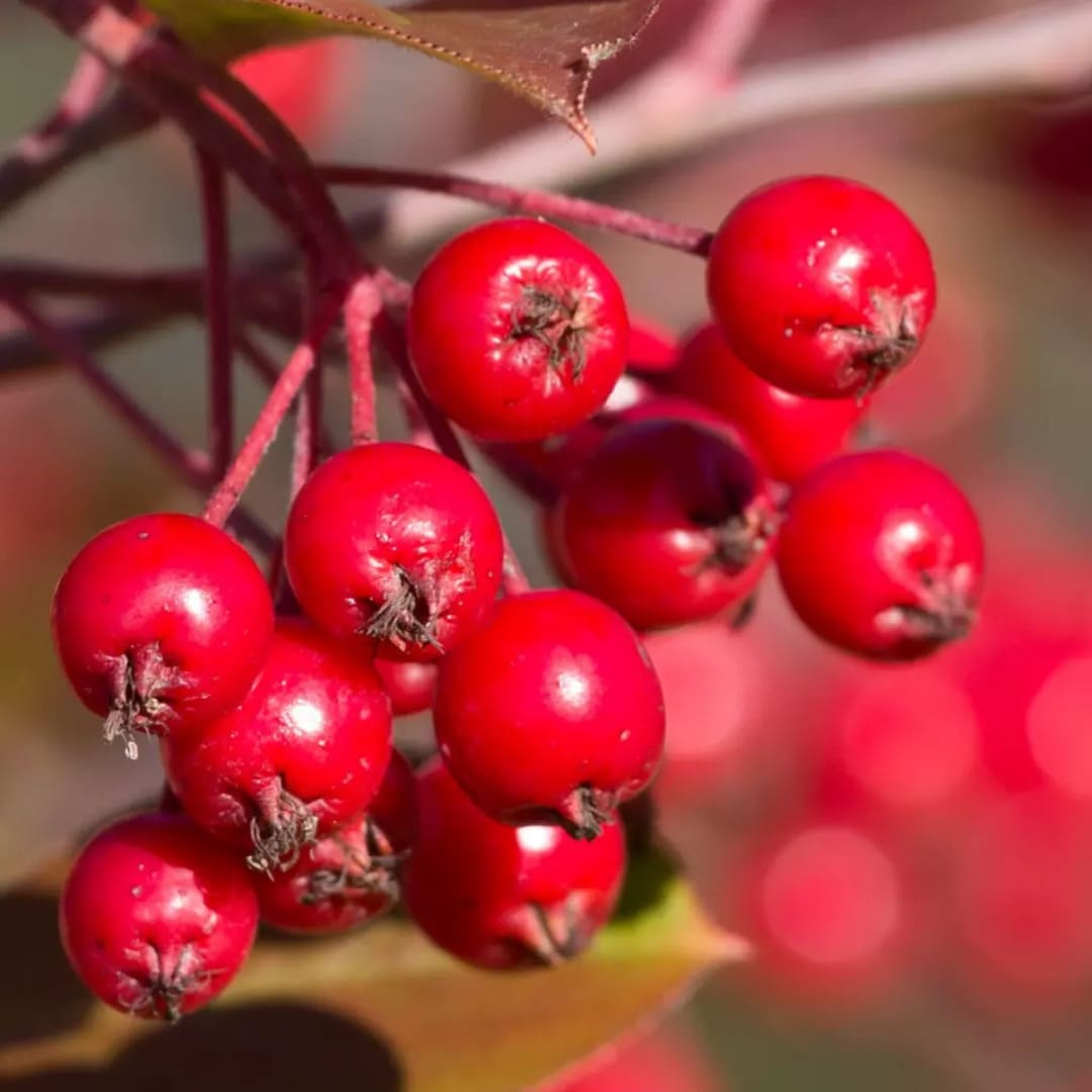 Aronia Rosie - Scoruș , Anul 3 - Rădăcină Împachetată