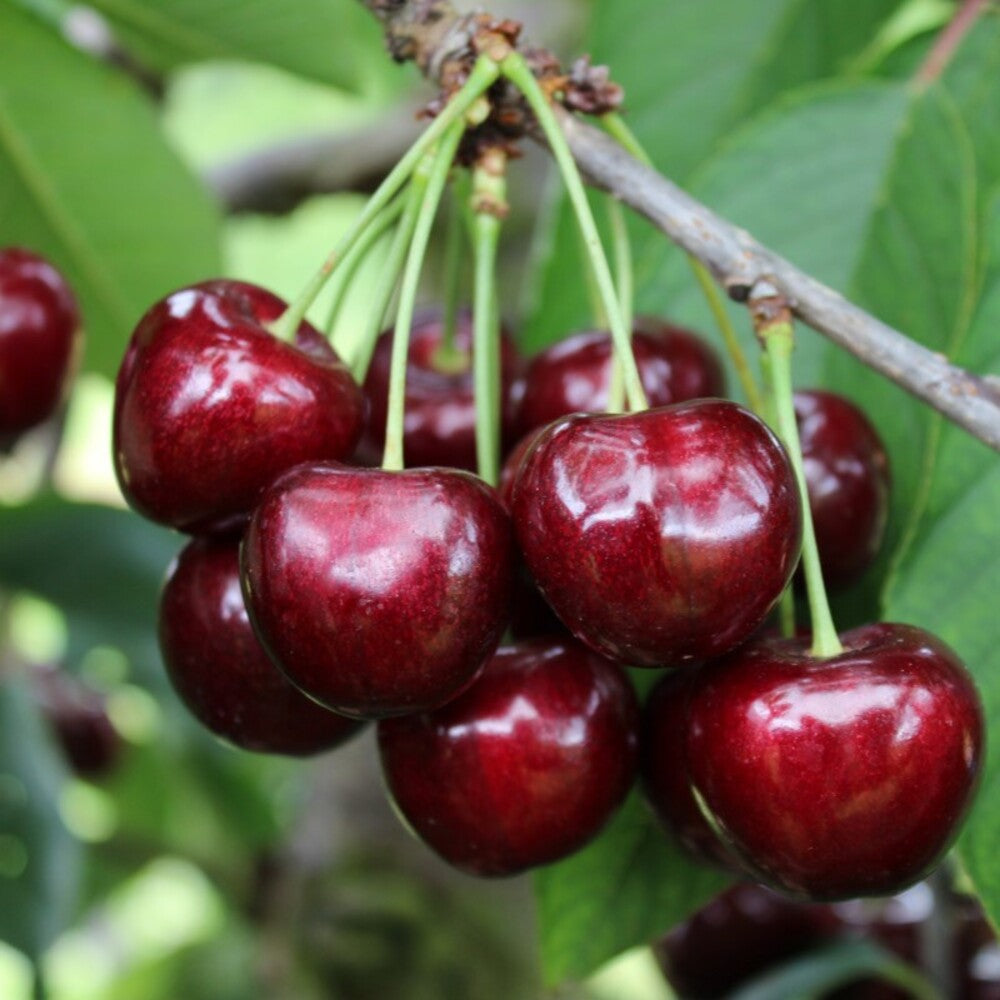 Pom Fructifer Anul 3 - Visin "Botermo", Soi Timpuriu