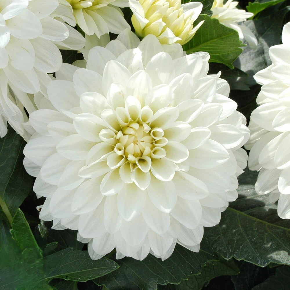 Bulbi Dalii "Devon Crystal", 1 Bucata - Calibru Gigant