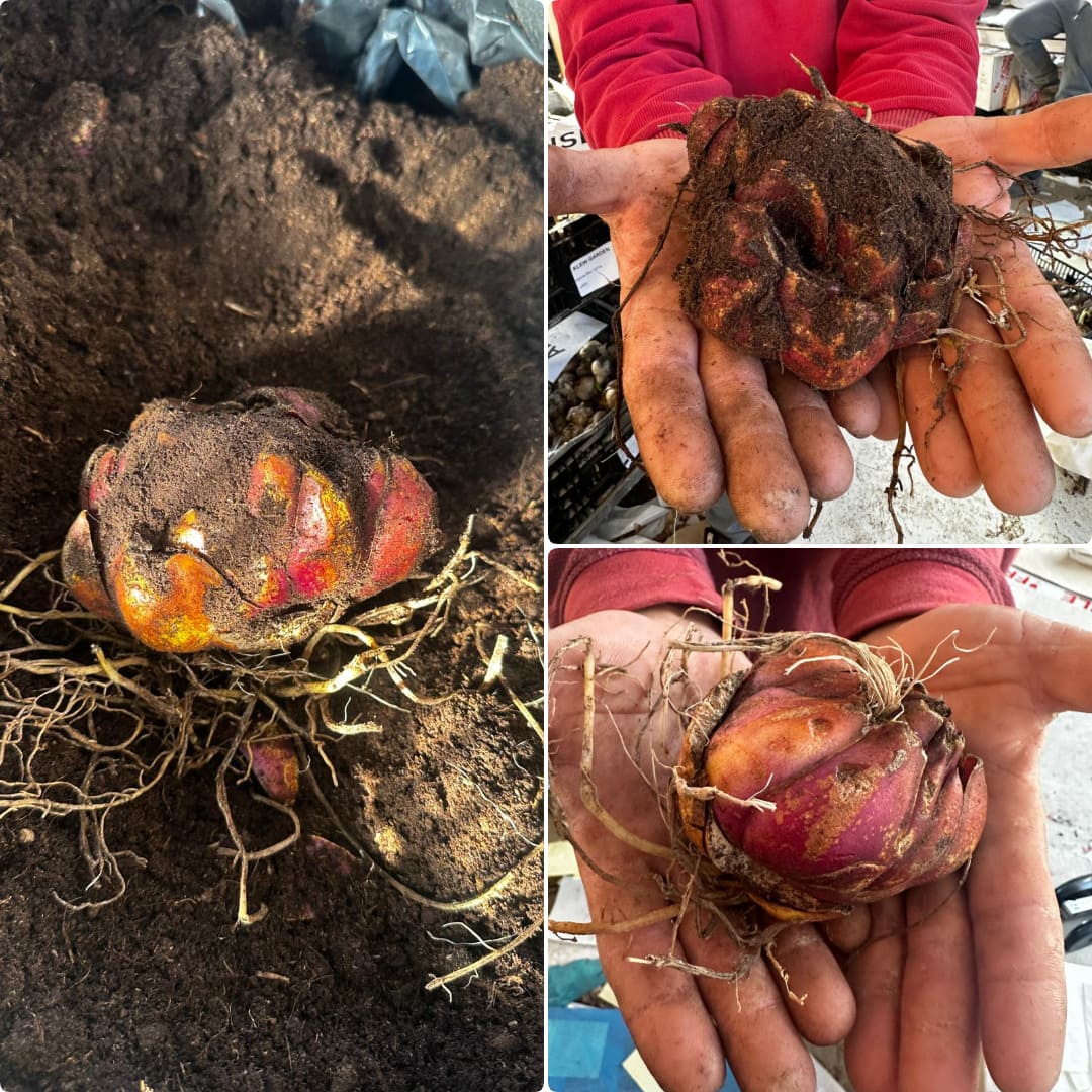 Bulbi Crini Dublii Parfumati, Giganti "Light Purple", 2 Bucati