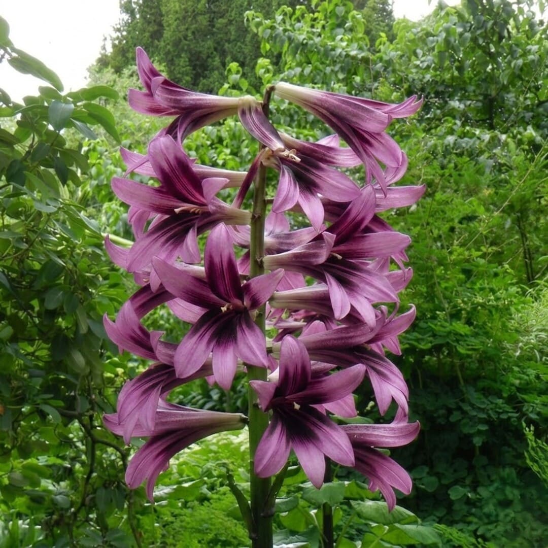 Bulbi Crini Giganti Parfumati de Himalaya "Purple Heart", 2 Bucati