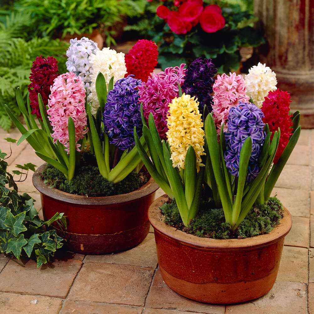 Bulbi de Zambile Parfumate "Gradinar Incepator", 50 Bucati