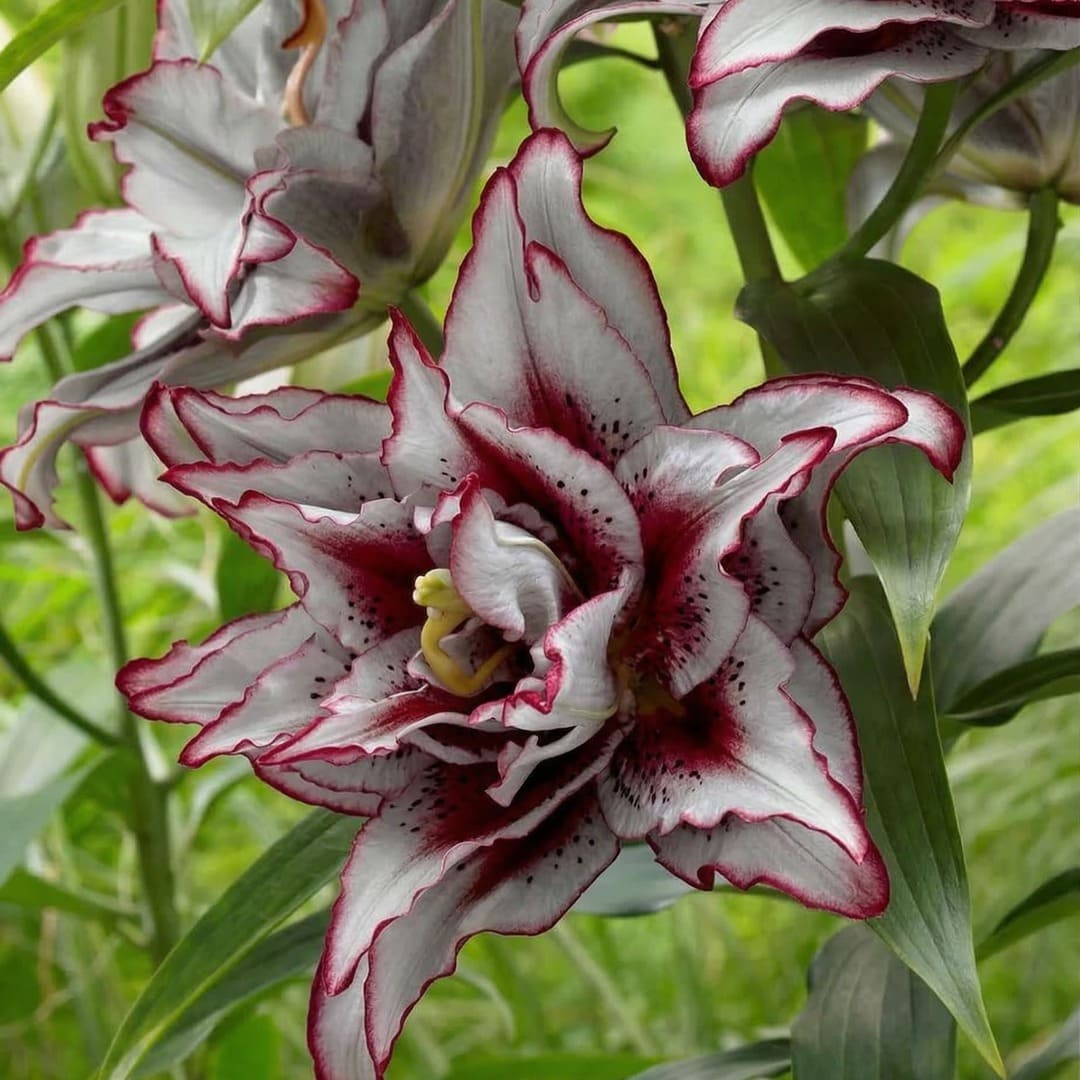 Bulbi Crini Dublii Parfumati, Giganti "Burgundy Love", 2 Bucati