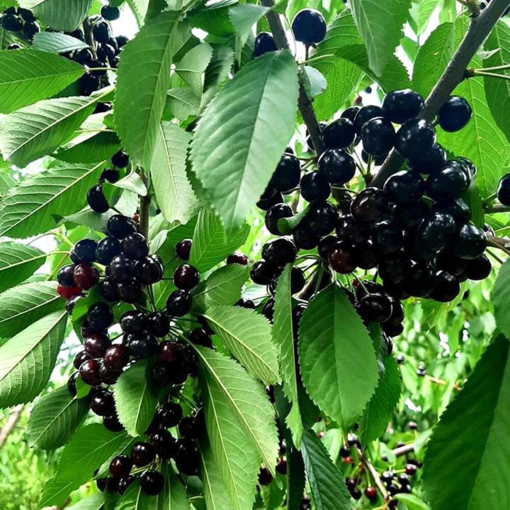 Pom Fructifer Anul 4 - Cires "Amara de Maxut", PE ROD 180-200cm