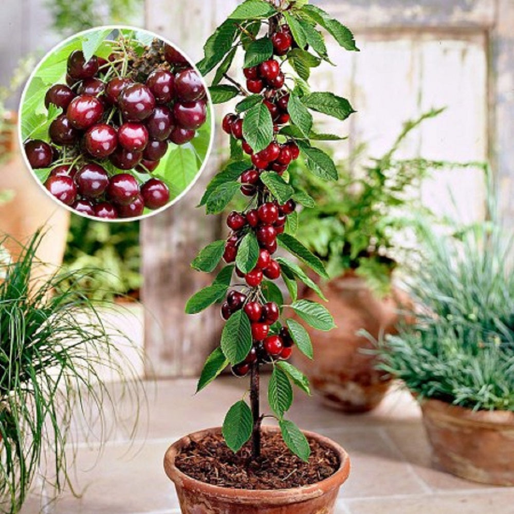 Cires Columnar "Karina", Pom Fructifer Anul 3