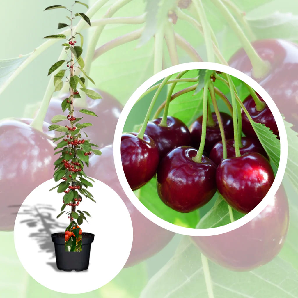 Cires Columnar "Kordia", Pom Fructifer Anul 3