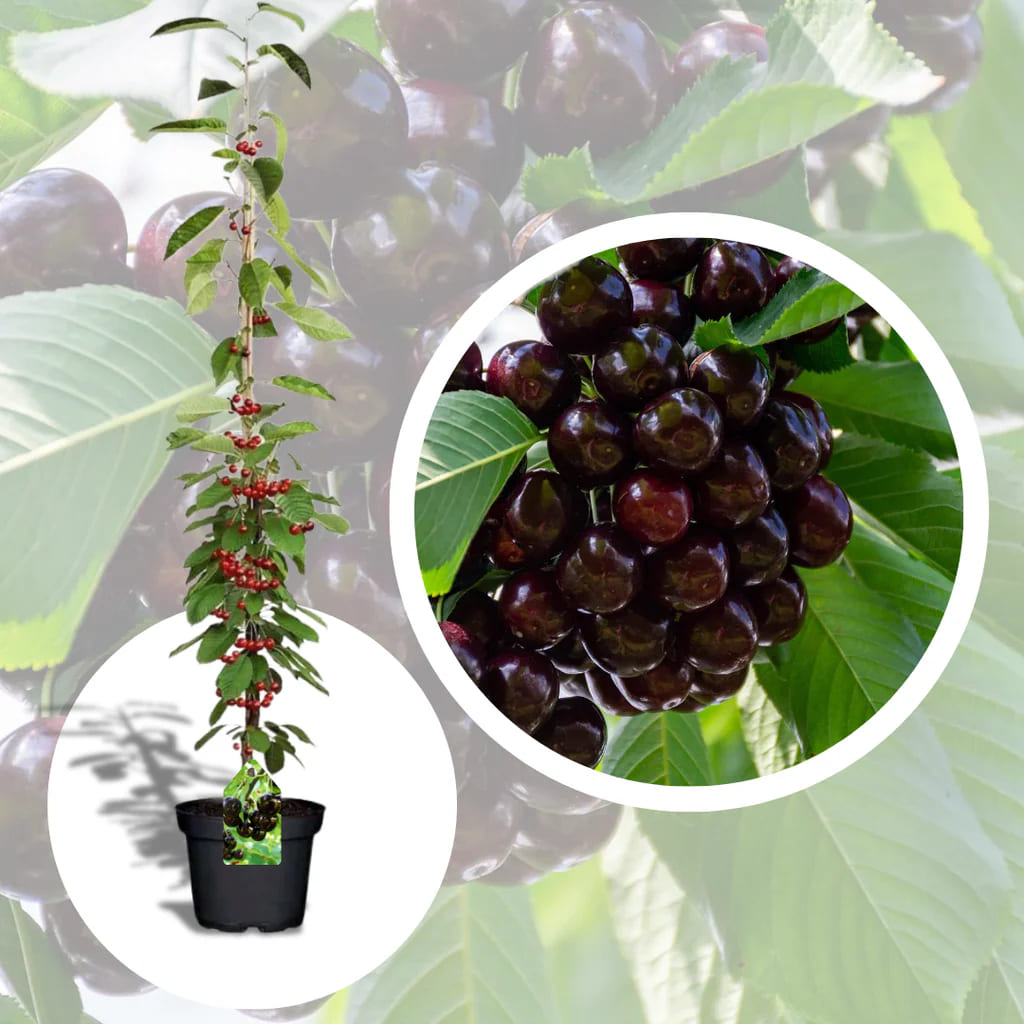 Cires Columnar "Queen Mary", Pom Fructifer Anul 3