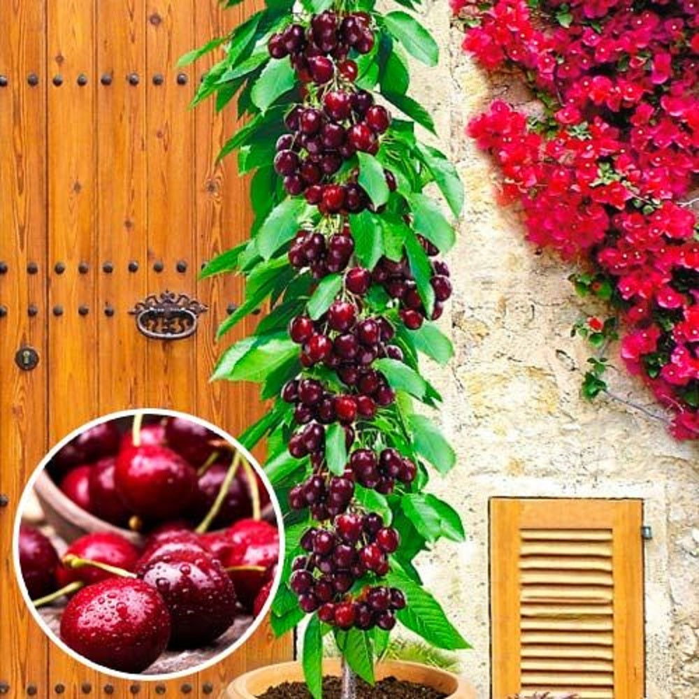 Cires Columnar "Regina", Pom Fructifer Anul 3