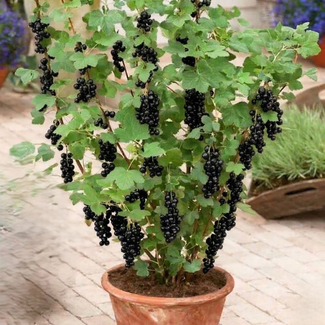 Coacaz Negru la Ghiveci 3L H 60-70cm, Pe Rod