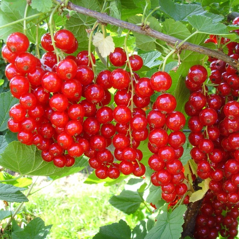 Coacaz Rosu la Ghiveci 3L H 60-70cm, Pe Rod