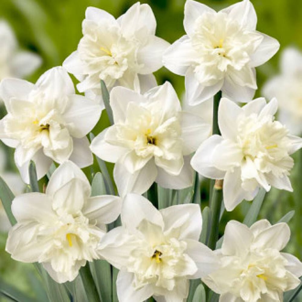 Bulbi de Narcise "Collblanc", 2 Bucati