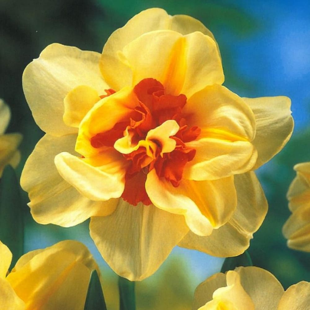 Bulbi de Narcise "Double Fashion", 2 Bucati